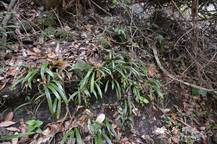 镰翅羊耳蒜Liparis bootanensis 镰翅羊耳蒜Liparis bootanensis