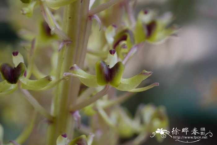 见血清 Liparis elata 见血清 Liparis elata