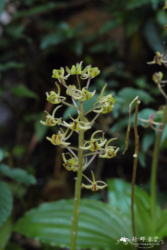 见血清 Liparis elata 见血清 Liparis elata