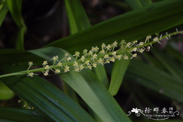 长茎羊耳蒜Liparis viridiflora 长茎羊耳蒜Liparis viridiflora