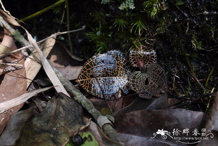 血叶兰 Ludisia discolor 血叶兰 Ludisia discolor