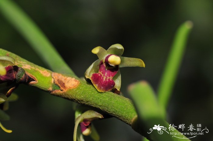 钗子股 Luisia morsei 钗子股 Luisia morsei