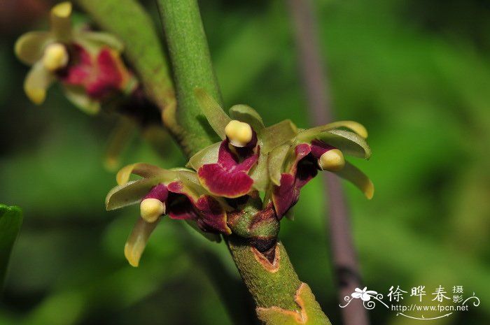 钗子股 Luisia morsei 钗子股 Luisia morsei