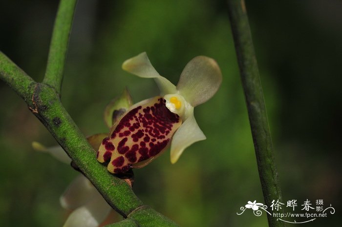 叉唇钗子股Luisia teres 叉唇钗子股Luisia teres