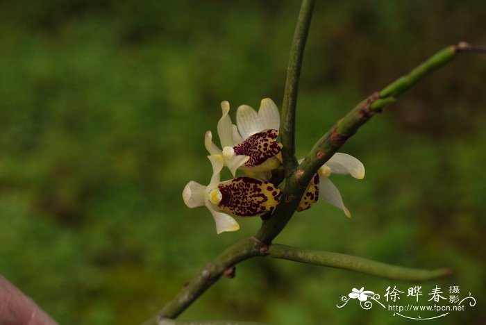 叉唇钗子股Luisia teres 叉唇钗子股Luisia teres
