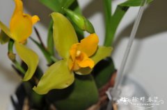 ‘专注’薄叶兰 Lycaste Concentration