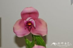 ‘湘南旋律’薄叶兰Lycaste Shonan Melody
