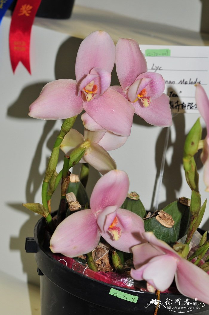 ‘湘南旋律’薄叶兰Lycaste Shonan Melody