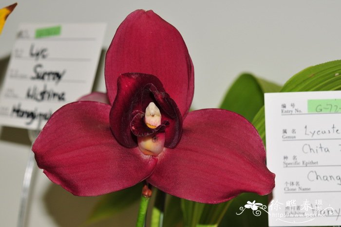 ‘长江红’薄叶兰Lycaste Chita Impulse 'Chang Jiang Red'