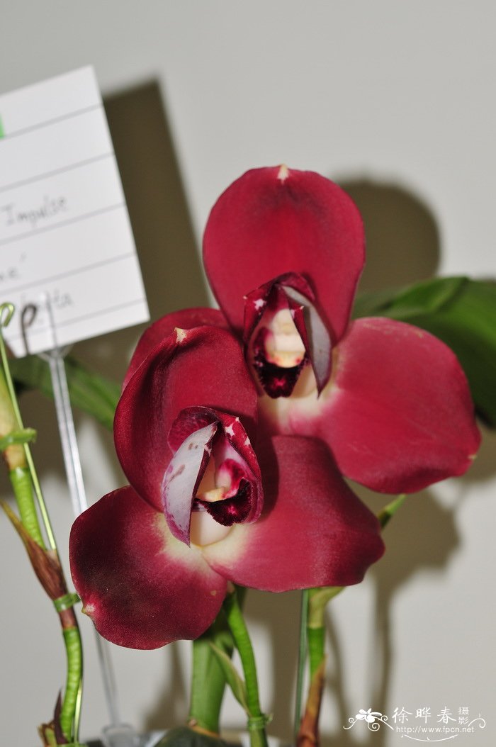 ‘长江红’薄叶兰Lycaste Chita Impulse 'Chang Jiang Red'