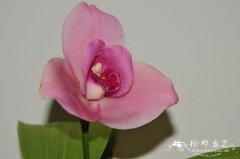 ‘赤塔’薄叶兰Lycaste Chita Impulse