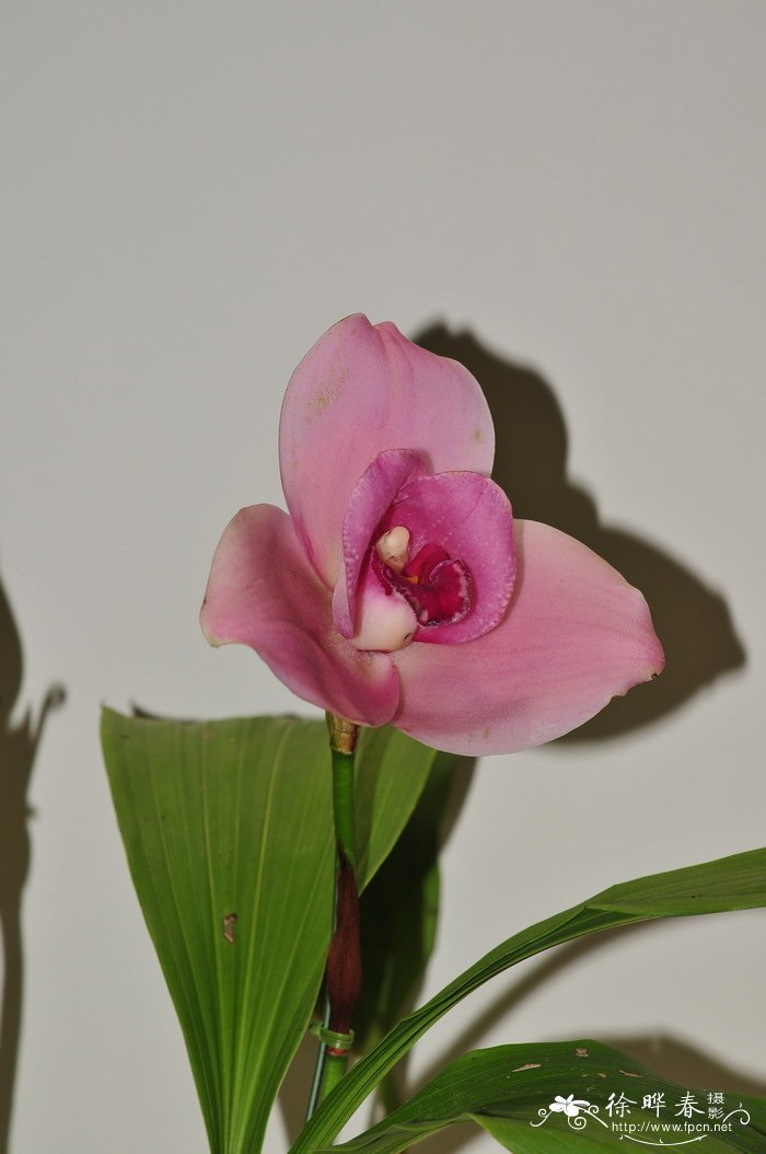 ‘赤塔’薄叶兰Lycaste Chita Impulse