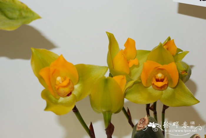 大叶薄叶兰Lycaste macrophylla