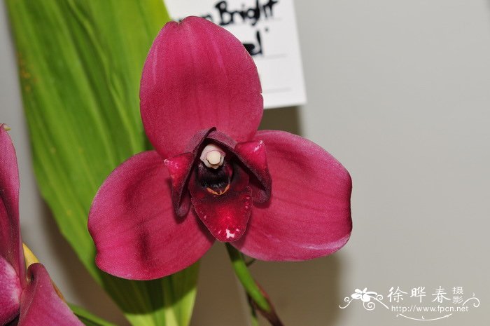 ‘湘南之光’薄叶兰Lycaste Shonan Bright ‘湘南之光’薄叶兰Lycaste Shonan Bright