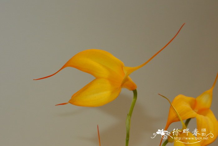 ‘玛丽斯塔尔’尾萼兰Masdevallia Mary Staal ‘玛丽斯塔尔’尾萼兰Masdevallia Mary Staal
