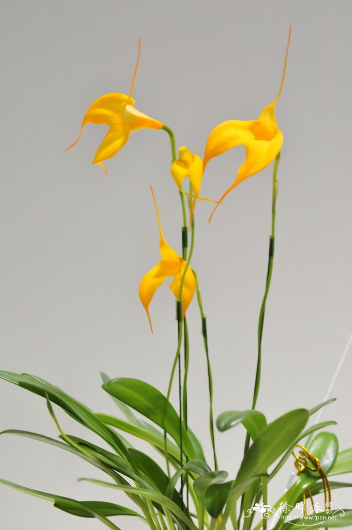 ‘玛丽斯塔尔’尾萼兰Masdevallia Mary Staal ‘玛丽斯塔尔’尾萼兰Masdevallia Mary Staal