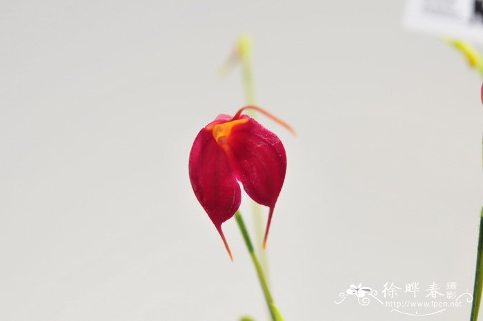 ‘天使之心’尾萼兰Masdevallia Angel Heart ‘天使之心’尾萼兰Masdevallia Angel Heart
