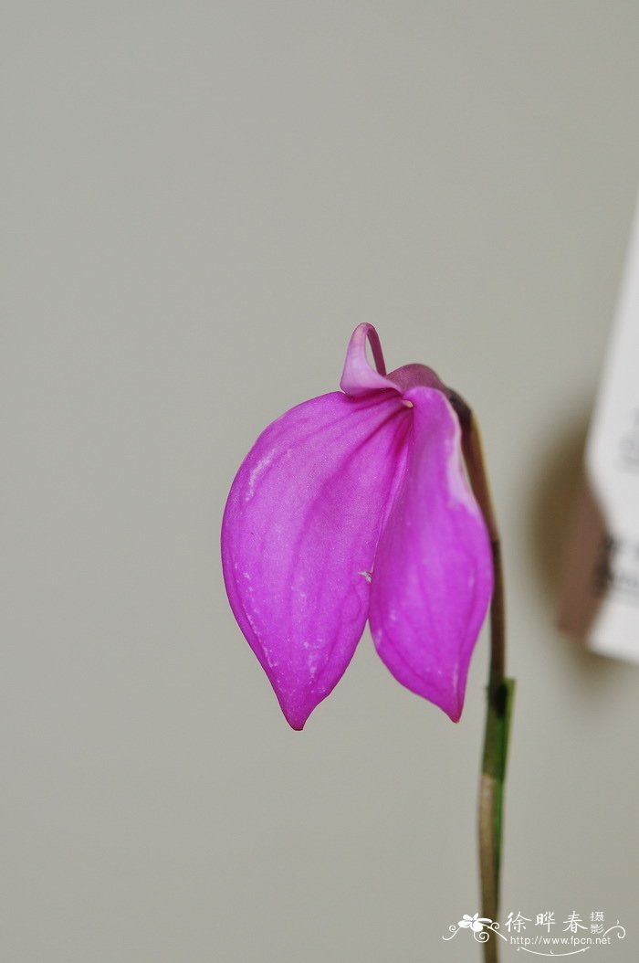 ‘矮粉红’尾萼兰Masdevallia coccinea var. nana 'Dwarf Pink' ‘矮粉红’尾萼兰Masdevallia coccinea var. nana 'Dwarf Pink'