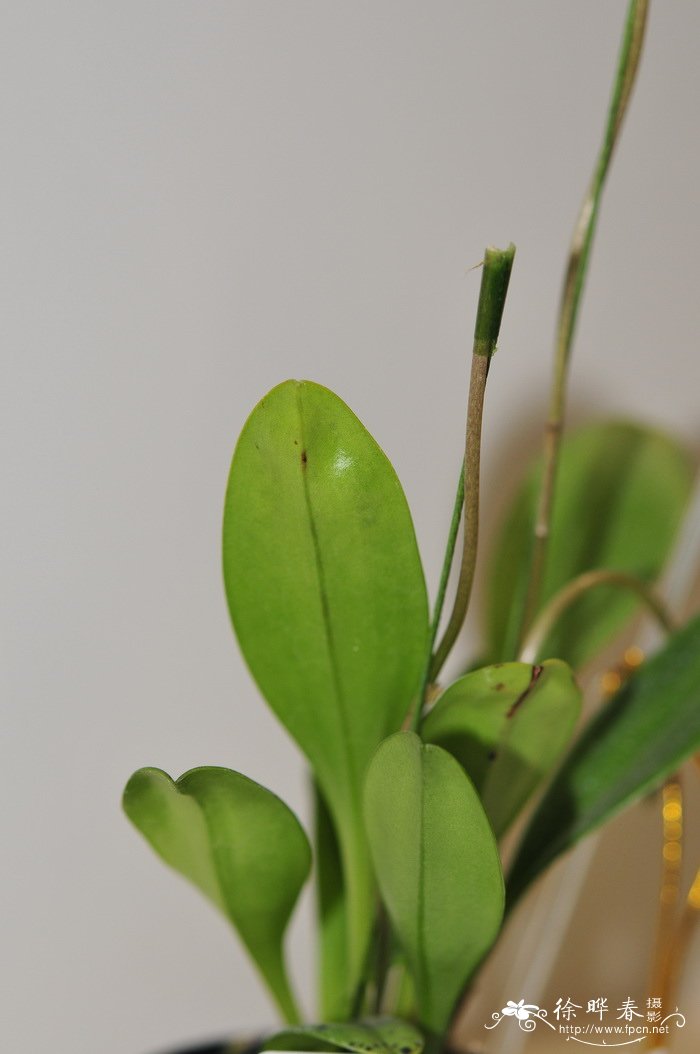 ‘矮粉红’尾萼兰Masdevallia coccinea var. nana 'Dwarf Pink'