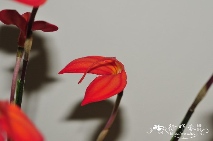 火红尾萼兰Masdevallia ignea 火红尾萼兰Masdevallia ignea