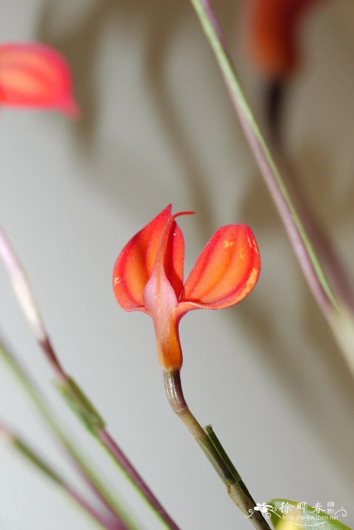 火红尾萼兰Masdevallia ignea 火红尾萼兰Masdevallia ignea