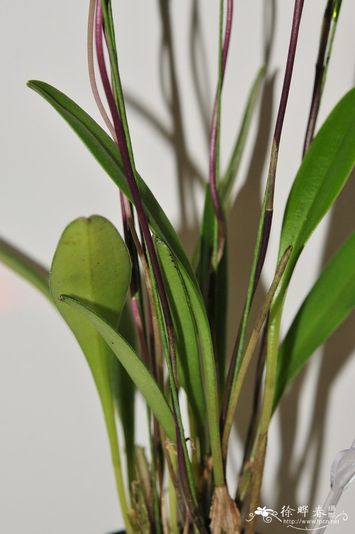 火红尾萼兰Masdevallia ignea