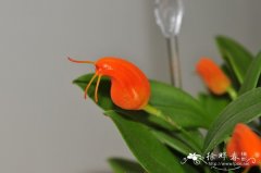 蛞蝓尾萼兰Masdevallia limax