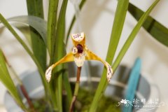 多彩颚唇兰Maxillaria picta