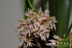 密花颚唇兰Maxillaria densa