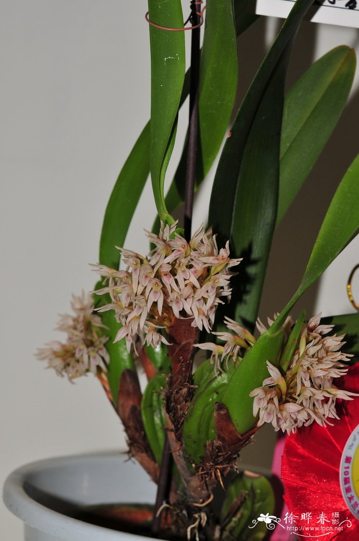 密花颚唇兰Maxillaria densa