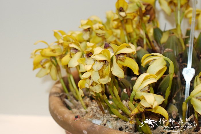 紫柱颚唇兰Maxillaria porphyrostele