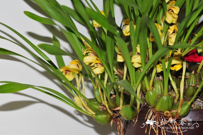 紫柱颚唇兰Maxillaria porphyrostele