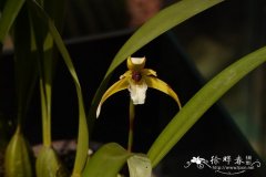 普瑞塔颚唇兰Maxillaria porrecta