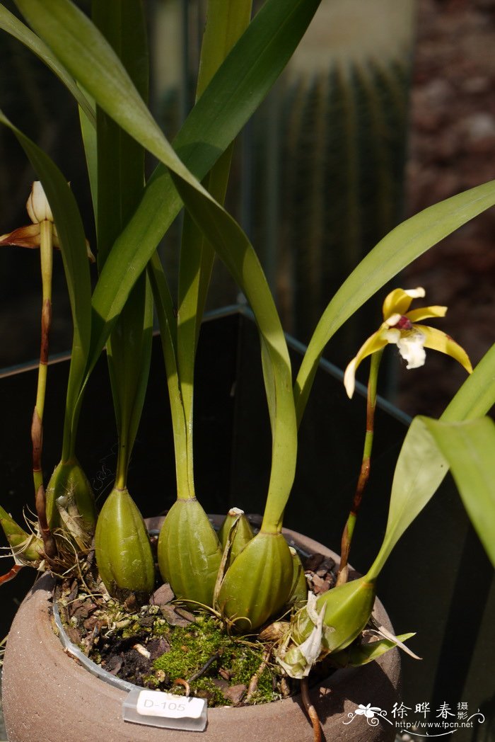 普瑞塔颚唇兰Maxillaria porrecta