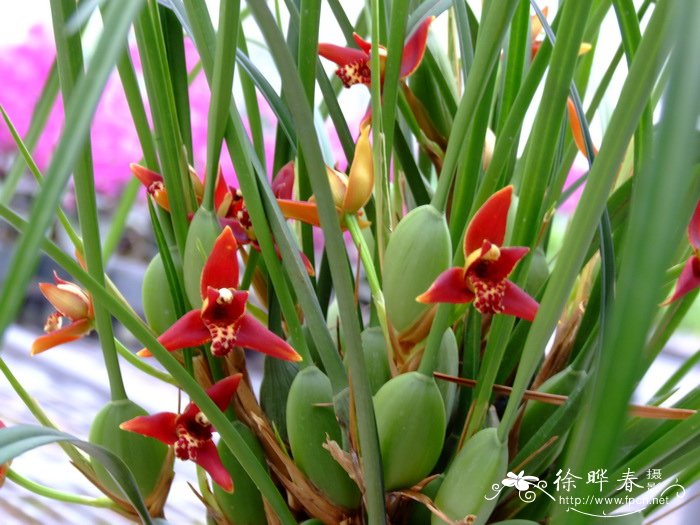 条叶颚唇兰Maxillaria tenuifolia