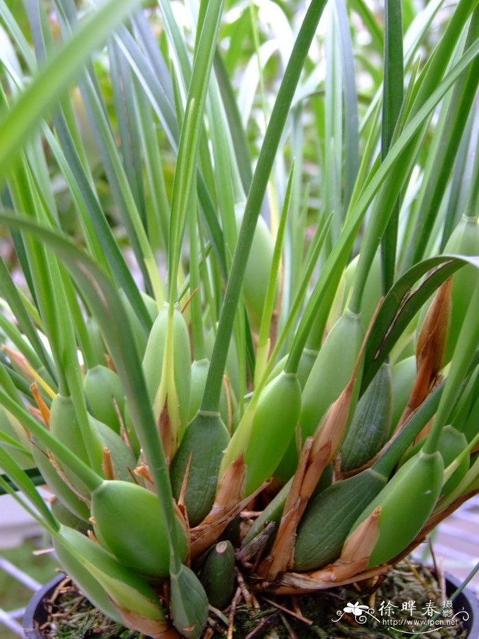 条叶颚唇兰Maxillaria tenuifolia