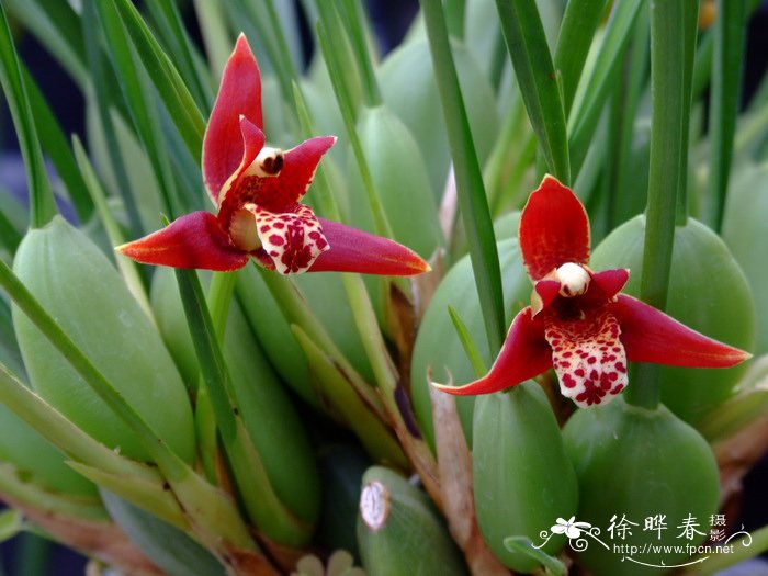 条叶颚唇兰Maxillaria tenuifolia