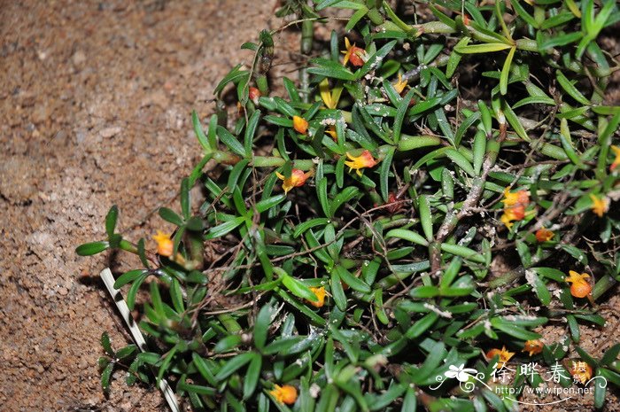 小蜡烛兰Mediocalcar decoratum 小蜡烛兰Mediocalcar decoratum