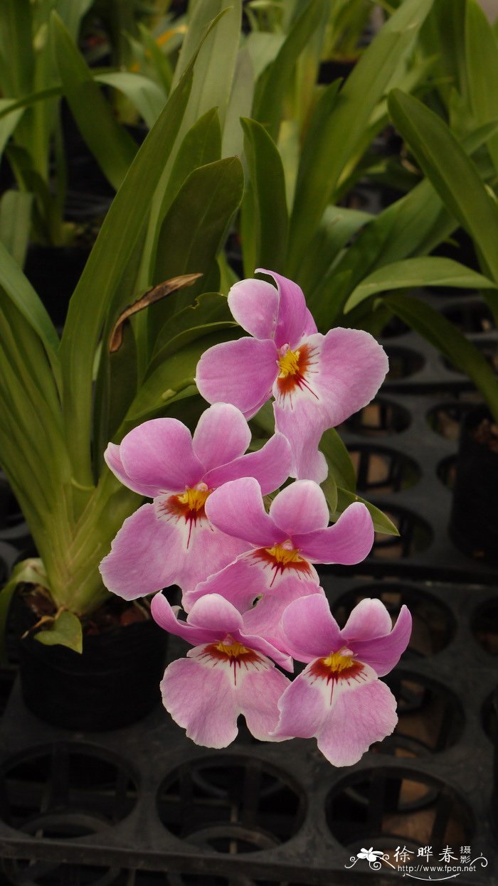 堇花兰品种Miltonia cv. 堇花兰品种Miltonia cv.