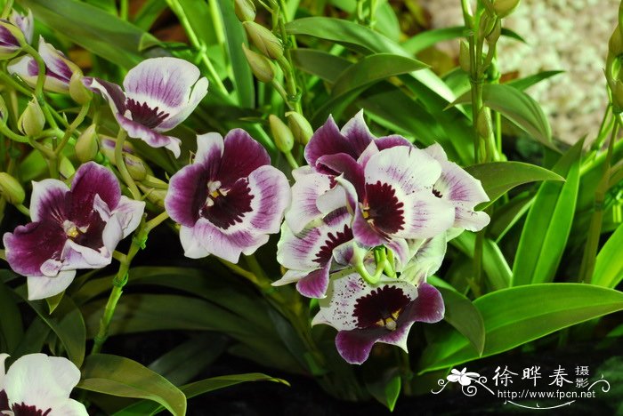 杂交美堇兰Miltoniopsis hybrid