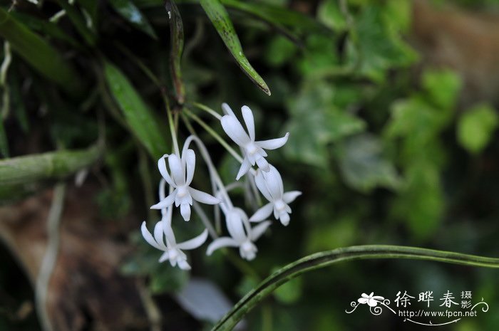 风兰Neofinetia falcata 风兰Neofinetia falcata