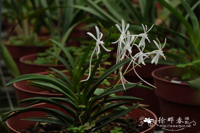 风兰Neofinetia falcata 风兰Neofinetia falcata