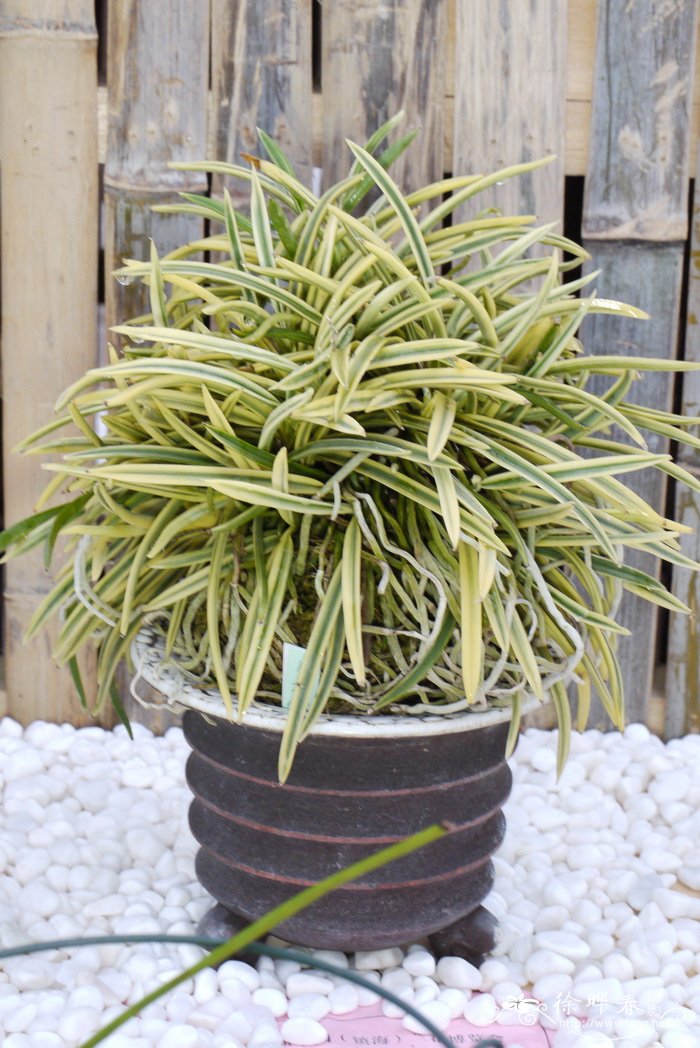 花叶风兰Neofinetia cv. 花叶风兰Neofinetia cv.