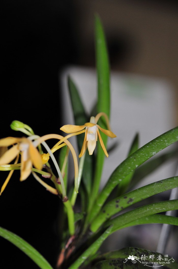 黄风兰Neofinetia falcate ‘Kohou’ 黄风兰Neofinetia falcate ‘Kohou’