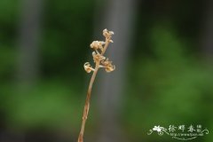 尖唇鸟巢兰Neottia acuminata