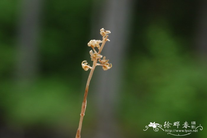 尖唇鸟巢兰Neottia acuminata 尖唇鸟巢兰Neottia acuminata