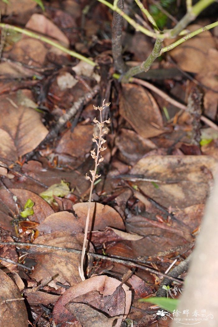 尖唇鸟巢兰Neottia acuminata