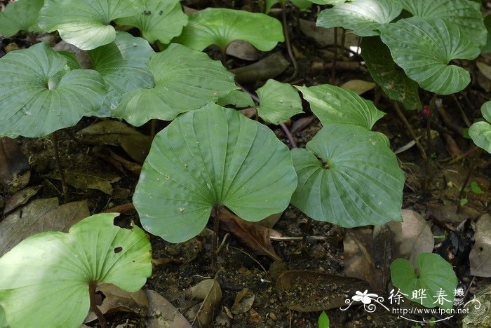 毛唇芋兰Nervilia fordii 毛唇芋兰Nervilia fordii