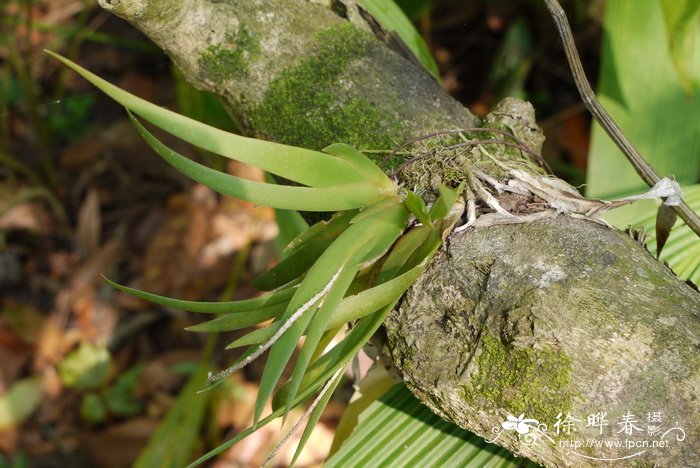 鸢尾兰Oberonia iridifolia