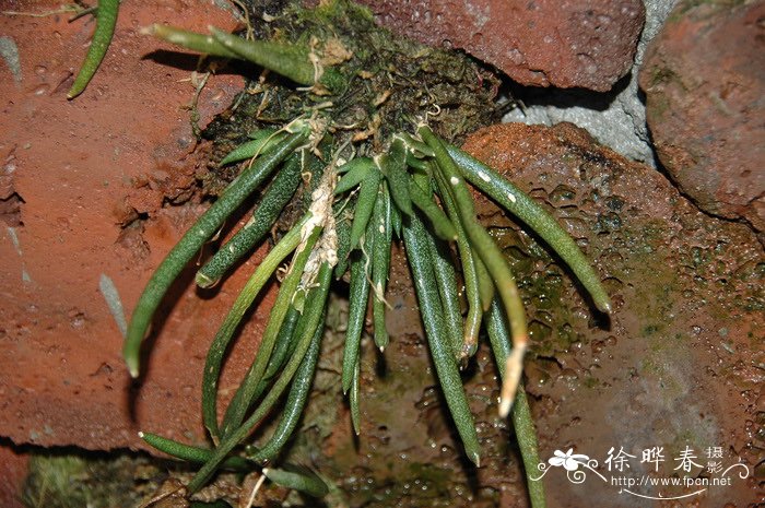 棒叶鸢尾兰Oberonia myosurus 棒叶鸢尾兰Oberonia myosurus
